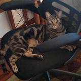 Entry image for Ocelot (Ozzy)