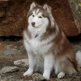 Entry image for Juneau