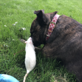 Entry image for Macey