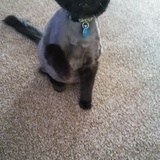 Entry image for Cosmo