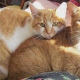 Entry image for Tango & Sugar Max (Sug)