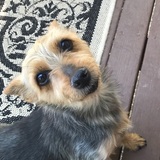 Entry image for Maggie May