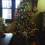 Entry image for Izzy