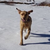 Entry image for Tripp