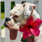 Entry image for Kiss