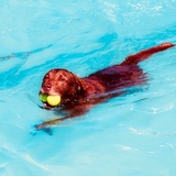 Entry image for Thunder