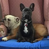 Entry image for Zeb (English bull),Shimmy (French bull)