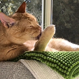 Entry image for Tigee