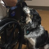 Entry image for Dottie