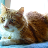 Entry image for Pisco