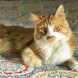 Entry image for Pisco