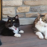 Entry image for Shusha and Cookie