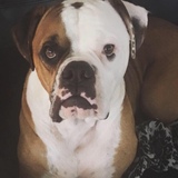 Entry image for Archie