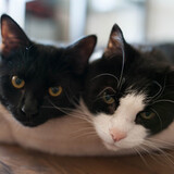 Entry image for Tochee and Janson