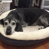 Entry image for Babette