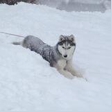 Entry image for Lakota