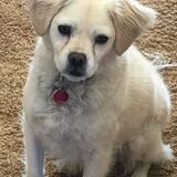 Entry image for Arnie  (as in Arnold Palmer)