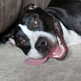 Entry image for Ally