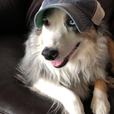 Entry image for Bailey