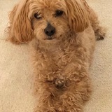 Entry image for Peanut