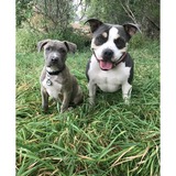 Entry image for Mowgli and Neika