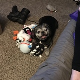 Entry image for Puga the pug