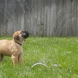 Entry image for Wolverine