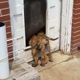 Entry image for Harley and Raven