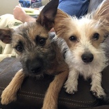 Entry image for Chewie & Yota