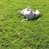 Entry image for Jasmine