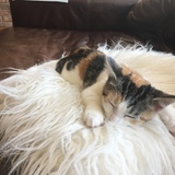 Entry image for Bubu