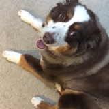 Entry image for Brodee