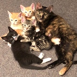 Entry image for Mama Tia and her babies