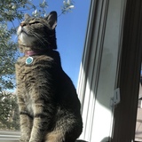 Entry image for Nala