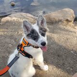 Entry image for Piper