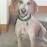 Entry image for Bruno