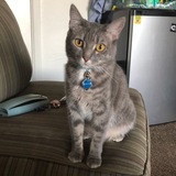 Entry image for Jupiter Snow