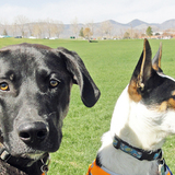 Entry image for Trooper and Domino