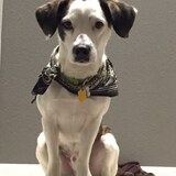 Entry image for Charlie