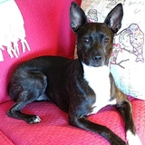 Entry image for Sadie