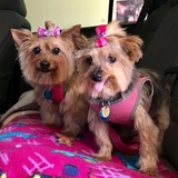 Entry image for Millie