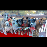 Entry image for Jack,  Yessy, Tanzi, Molly, Reese, screwy Louie, smudge (all rescues)