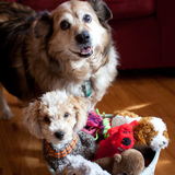 Entry image for Bear & Brigh