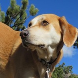 Entry image for Dezee