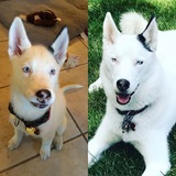 Entry image for Finn