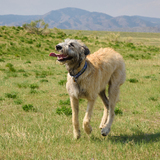 Entry image for Groot