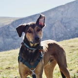 Entry image for Tico