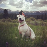 Entry image for Izzy