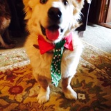 Entry image for Martin