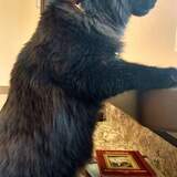 Entry image for Ophira